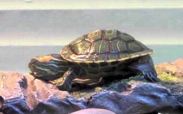 养巴西龟放多少水合适?