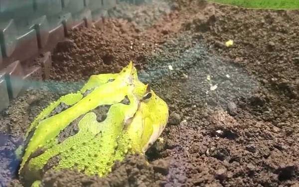 霸王角蛙寿命有多长?