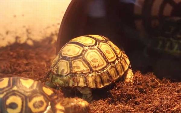 豹龟是什么龟?