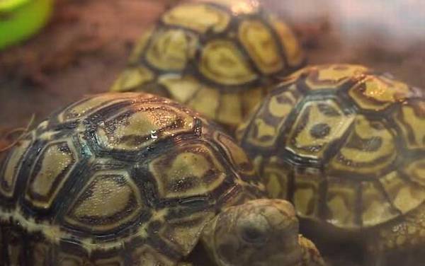 豹龟怎么养最好?