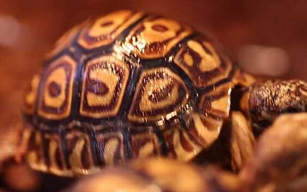 豹龟怎么养最好?