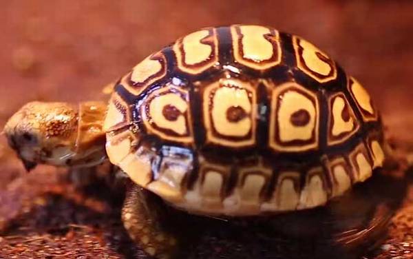 豹龟感冒流鼻涕怎么办?