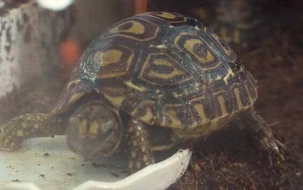 豹龟感冒流鼻涕怎么办?