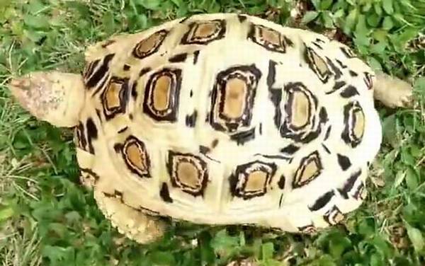 白豹龟是什么龟?