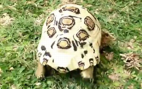 白豹龟是什么龟?