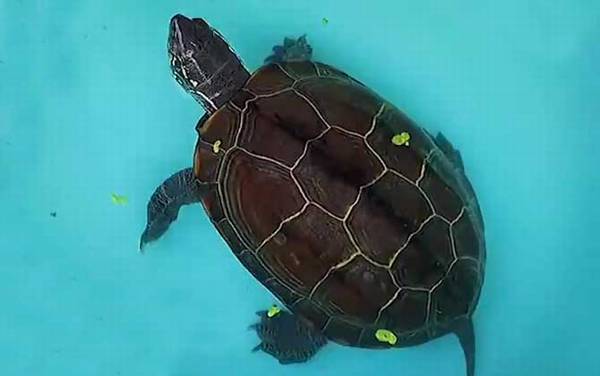 中华草龟怎么养?