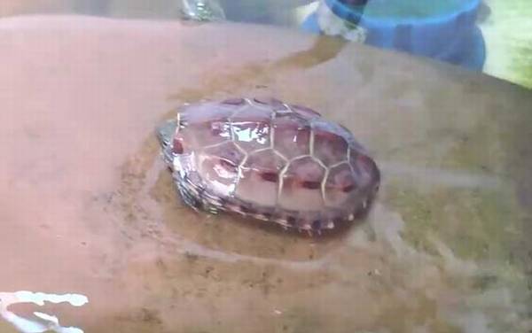 中华草龟怎么养?