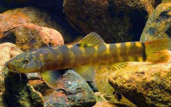 条鳅是什么鱼?