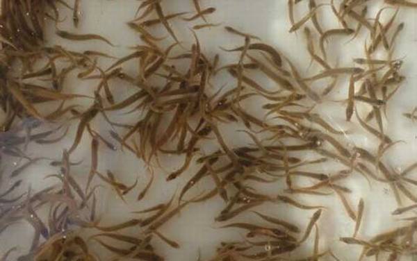 泥鳅苗价格多少钱一尾?