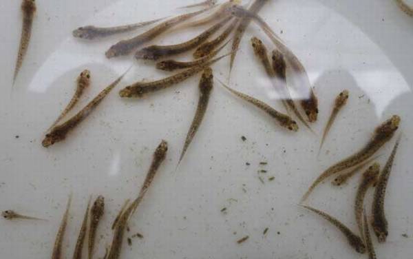 泥鳅苗价格多少钱一尾?