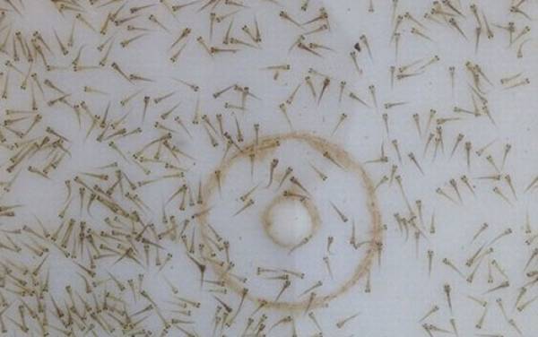 泥鳅苗价格多少钱一尾?