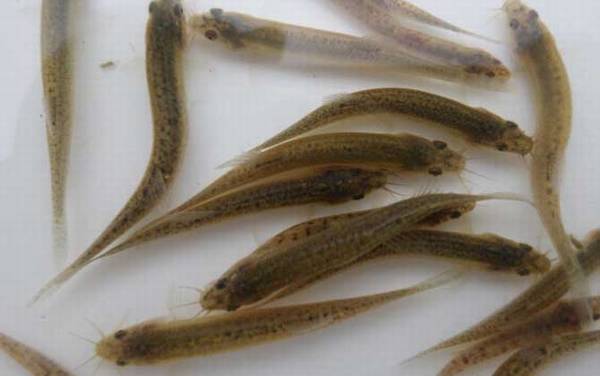 ��ֳ����ҪͶ�ʶ���Ǯ��