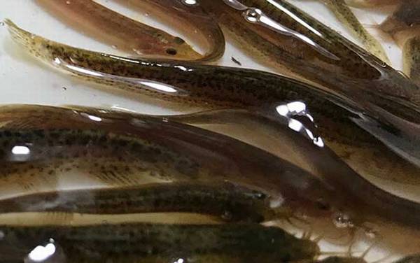 ����������ֳ����