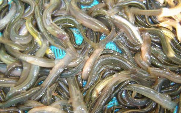 泥鳅养殖一亩要投资多少钱?