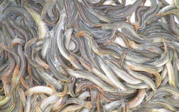 һĶ������ֳ����������