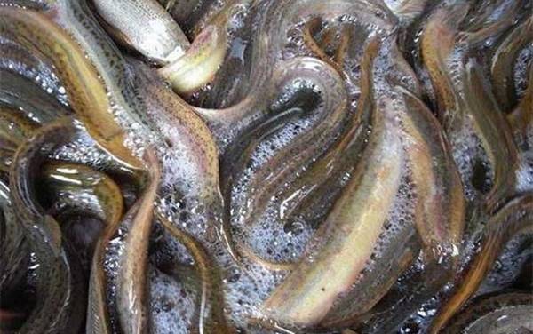 ������ֳ��������