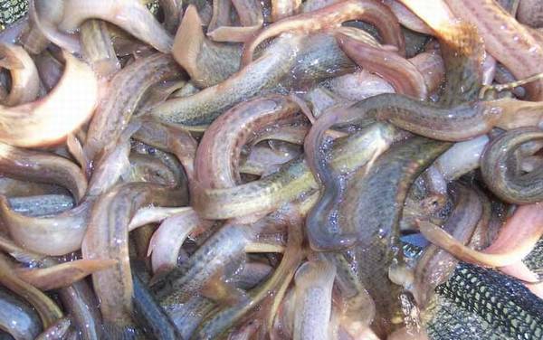 ������ֳ��������