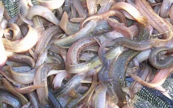 泥鳅价格多少钱一斤?