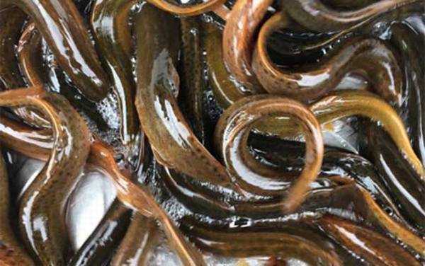 泥鳅价格多少钱一斤?