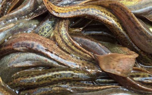 捉泥鳅绝招及注意事项