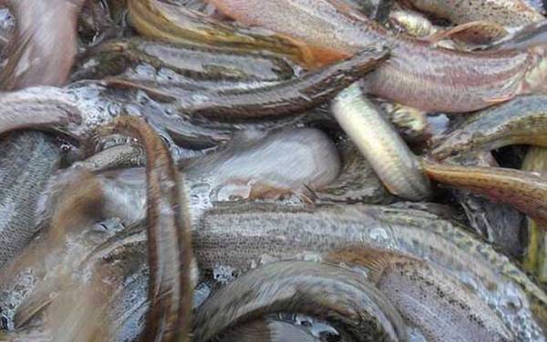 捉泥鳅绝招及注意事项