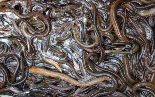 鳝鱼吃什么东西?