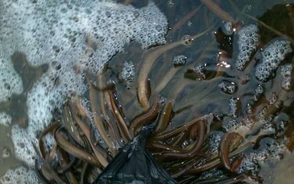 ������ֳ������ע������