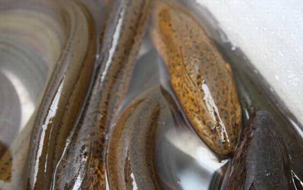 ������ֳ������ע������