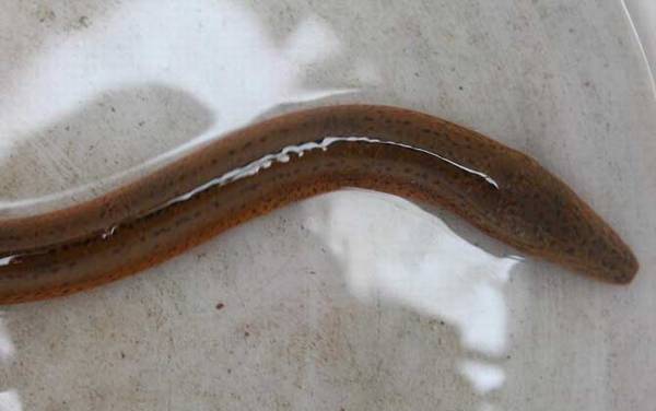 ������ֳ������ע������