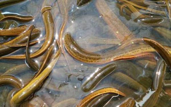 ������ֳ������ע������