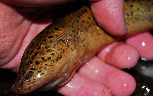 ������ֳ�ɱ���������ô�㣿