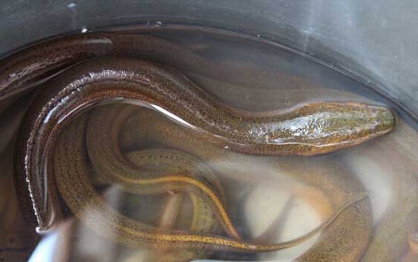 望月鳝是什么东西?