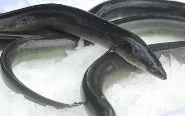 白鳝是什么鱼?