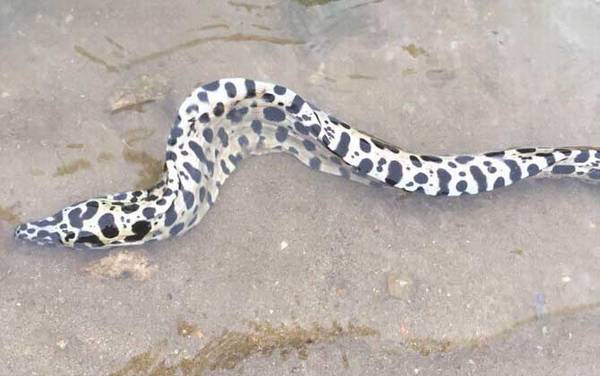 裸胸鳝是什么鱼?