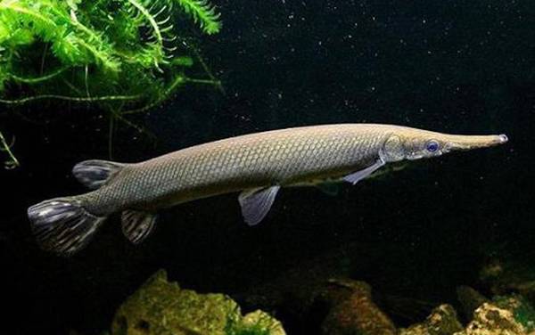鳄雀鳝是什么鱼?