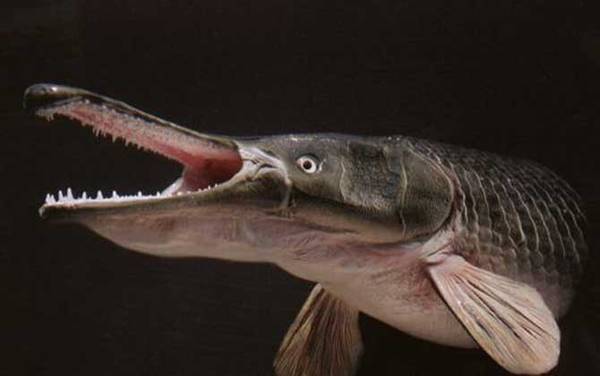 鳄雀鳝是什么鱼?