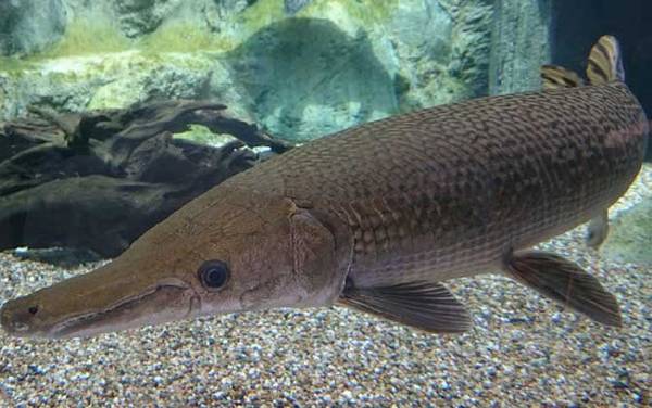 鳄雀鳝是什么鱼?