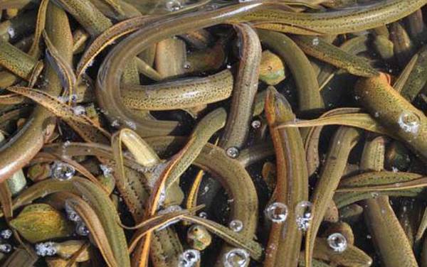 黄鳝价格多少钱一斤?