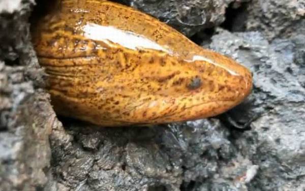 最大的黄鳝有多大?