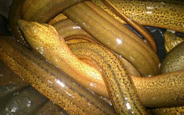 最大的黄鳝有多大?