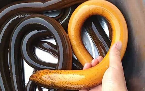 最大的黄鳝有多大?