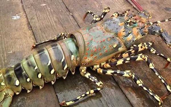 龙虾吃什么食物?