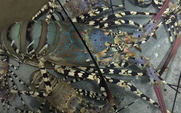 龙虾吃什么食物?