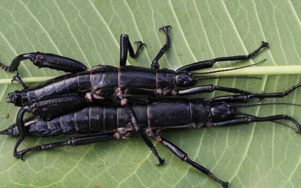 树龙虾是什么动物?