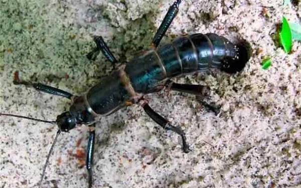 树龙虾是什么动物?