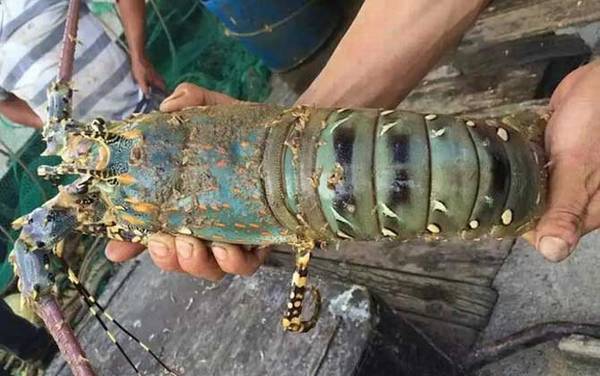 锦绣龙虾是什么动物?