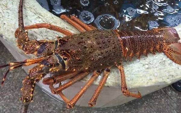 澳洲龙虾是什么动物?