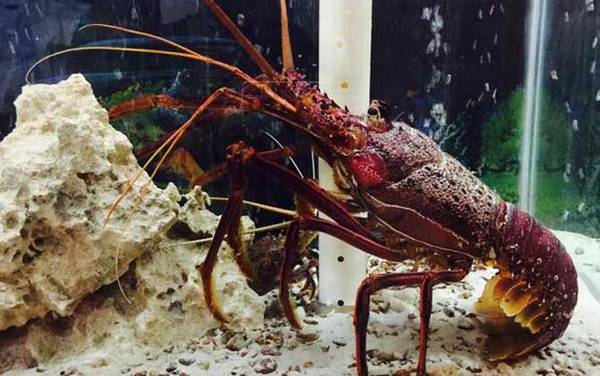 澳洲龙虾是什么动物?