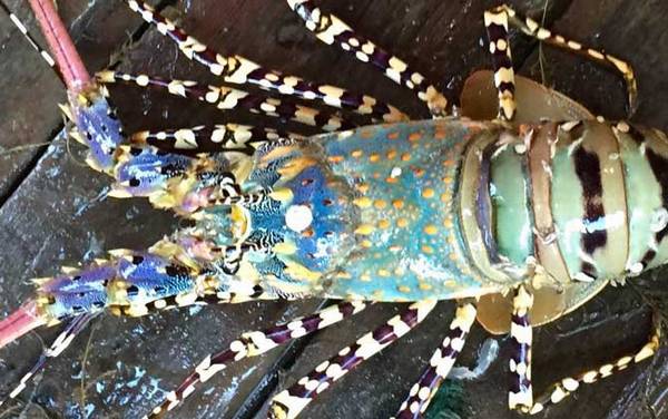 龙虾价格多少钱一斤?