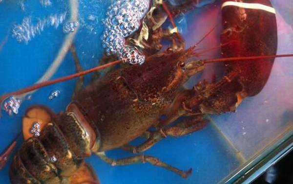 龙虾价格多少钱一斤?